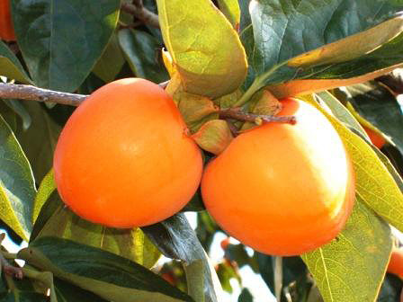 Persimmon fruit in late October